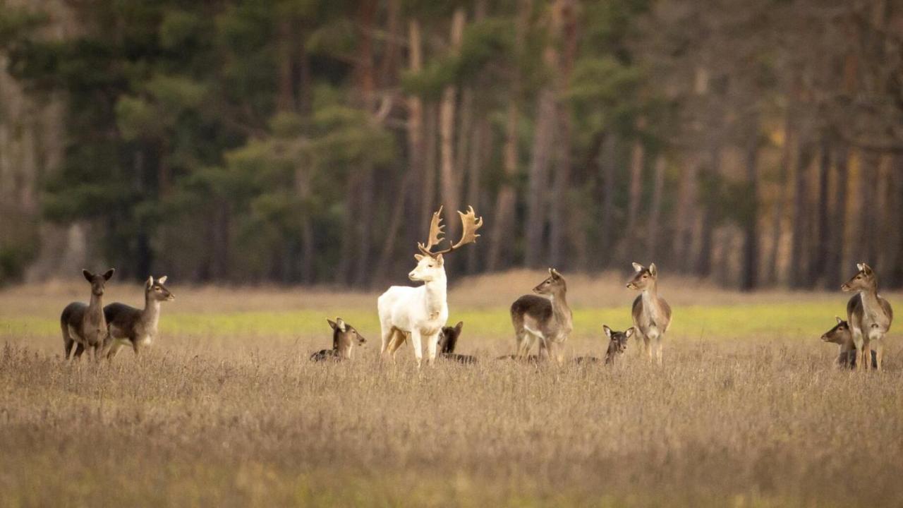 Alter Bahnhof Otersen Leilighet Kirchlinteln Eksteriør bilde